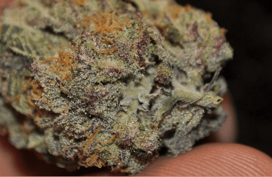 Wine pheno
