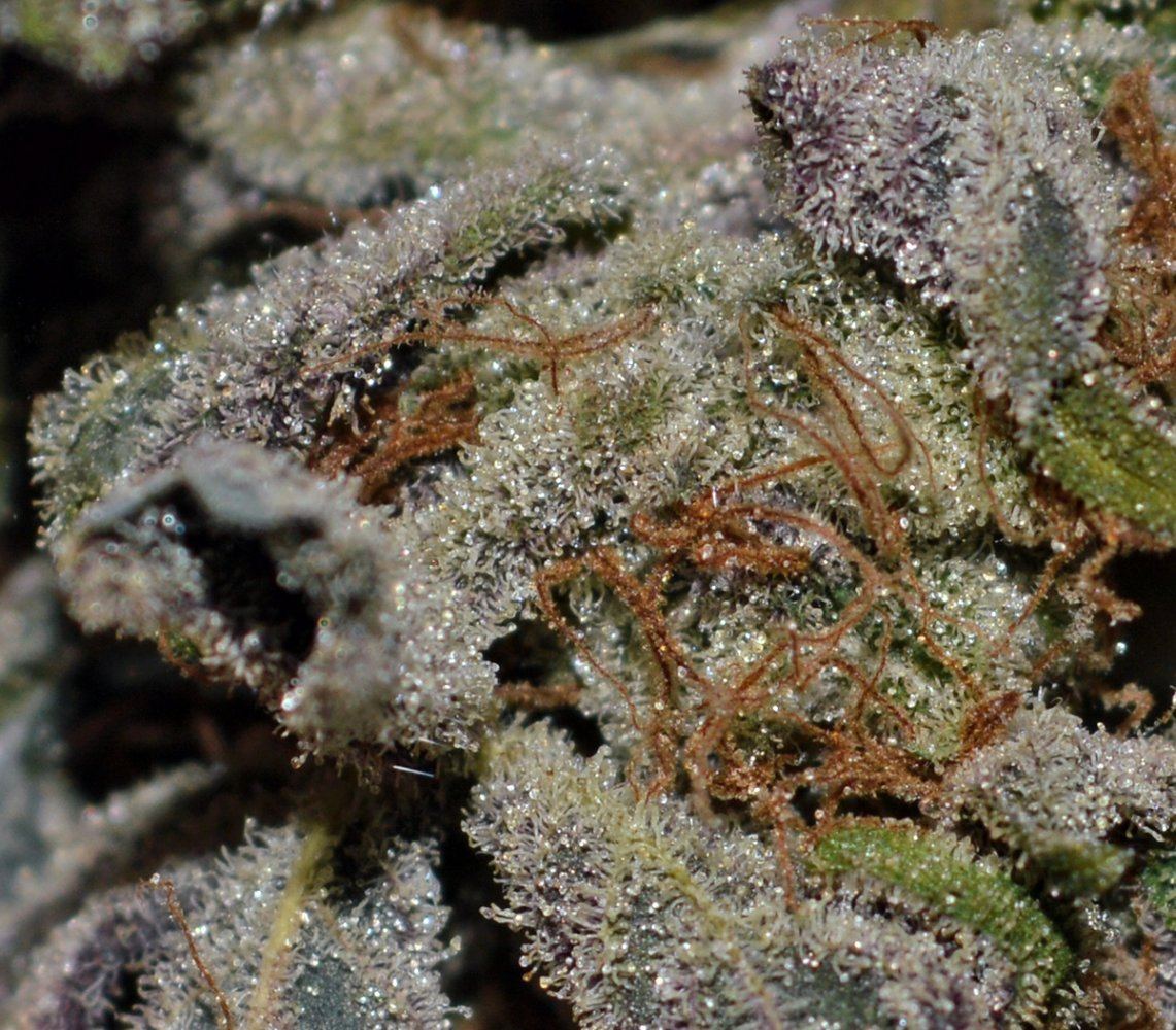 Wineballs frost