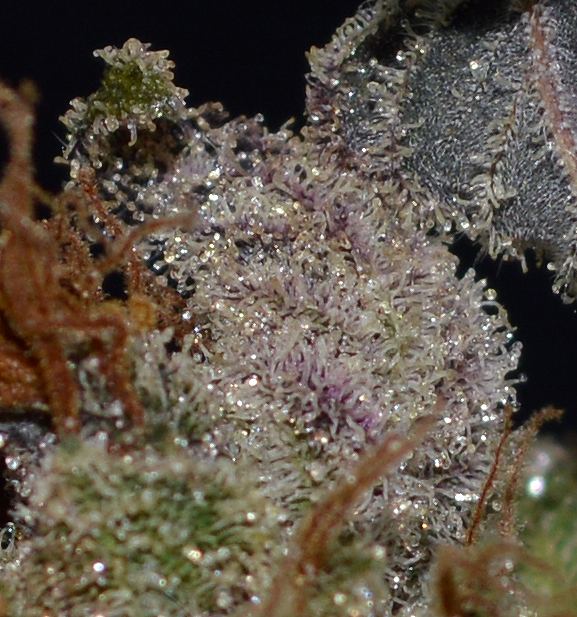 Wineballs frost3
