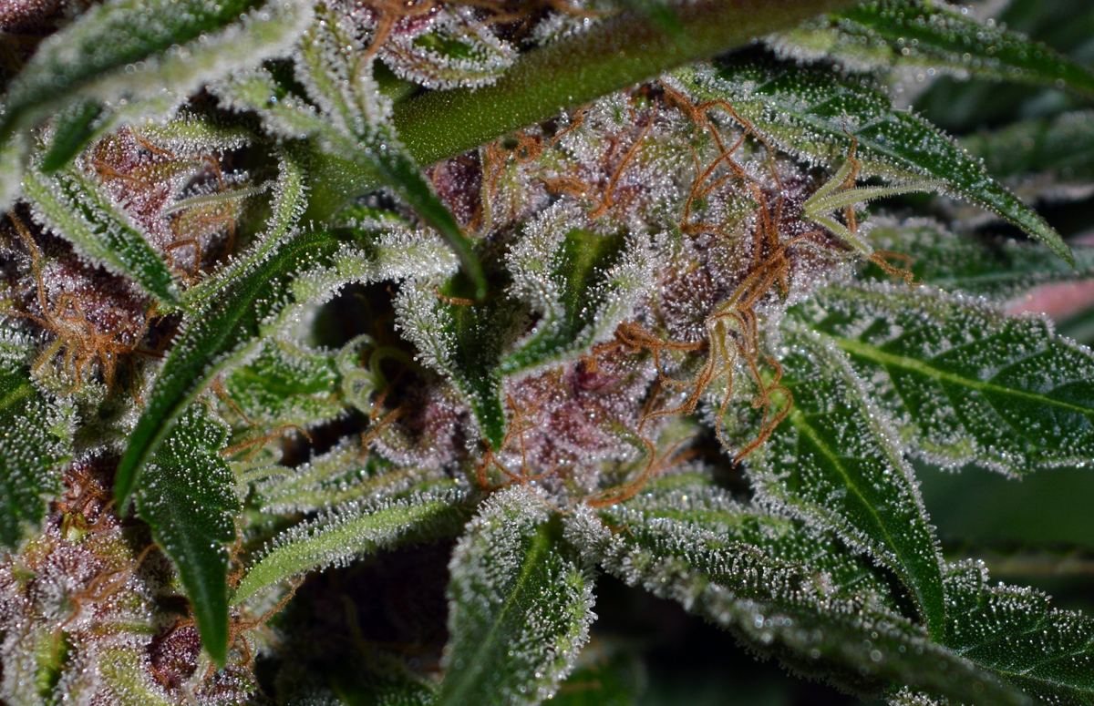 Wineballs pink cu3