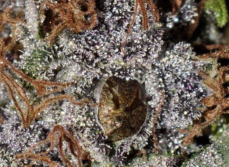Wineballs seed