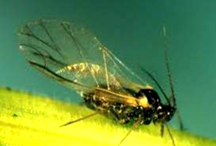 Winged root aphid