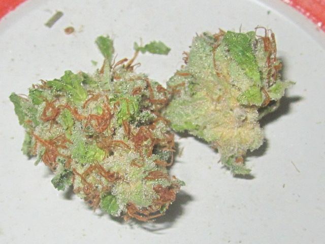Winter grow 2013 005