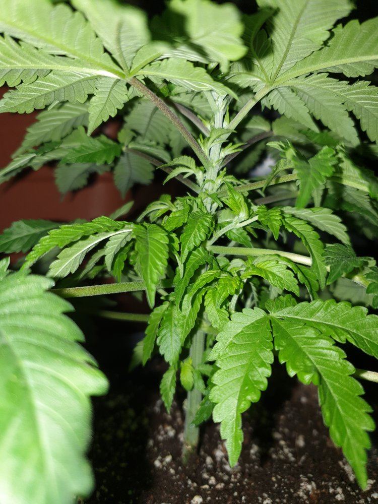 Winter strain selection and rehab corner 10