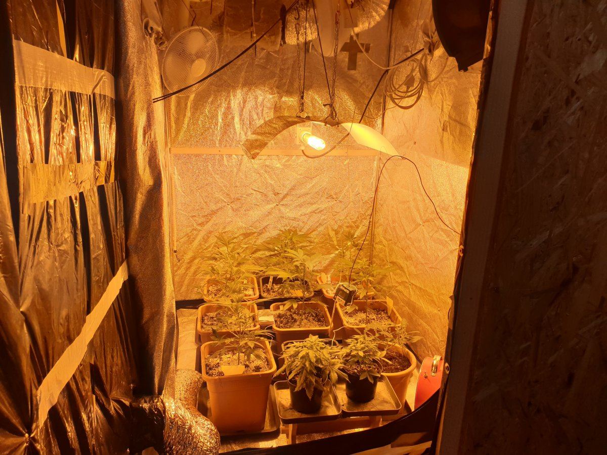 Winter strain selection and rehab corner 12