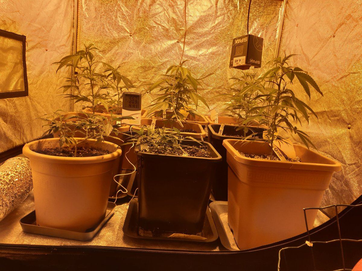 Winter strain selection and rehab corner 2