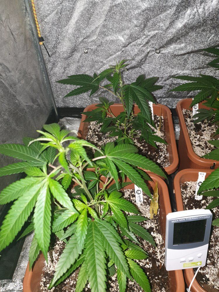 Winter strain selection and rehab corner 3
