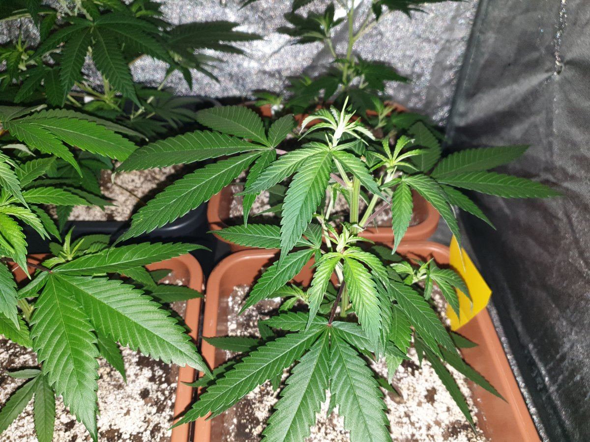 Winter strain selection and rehab corner 4
