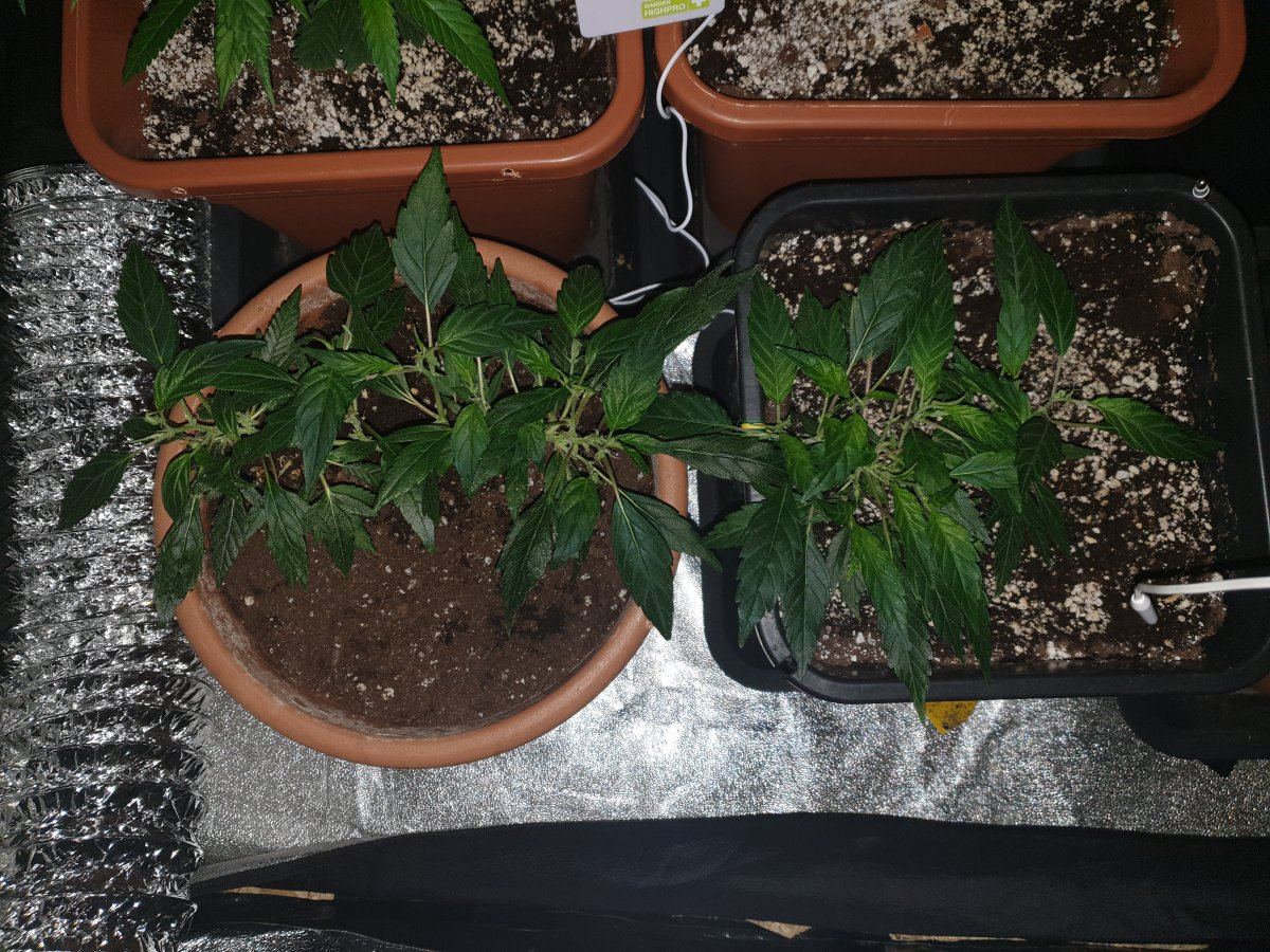 Winter strain selection and rehab corner 5