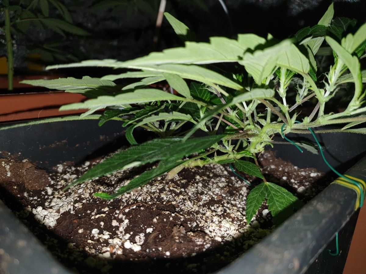 Winter strain selection and rehab corner 7