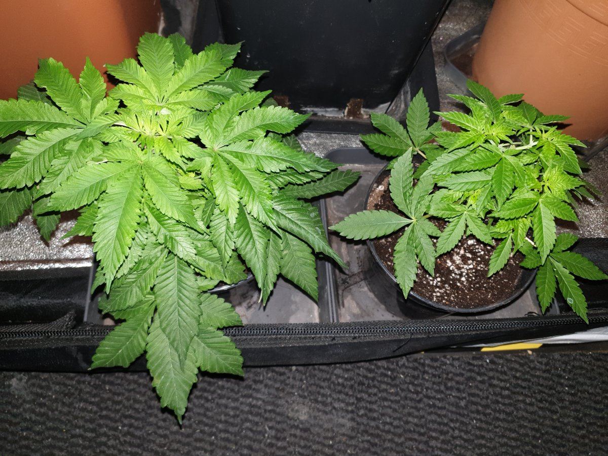 Winter strain selection and rehab corner 8