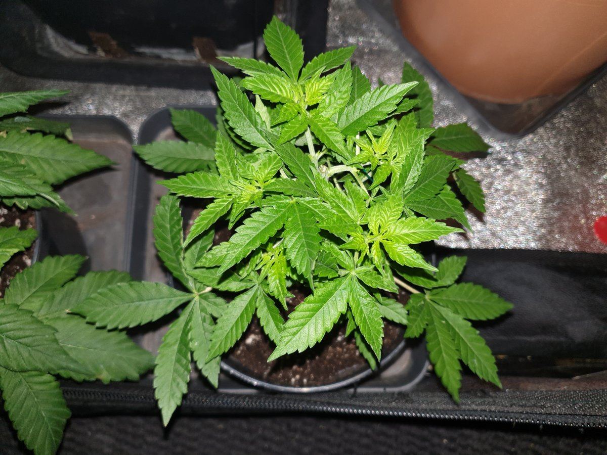 Winter strain selection and rehab corner 9