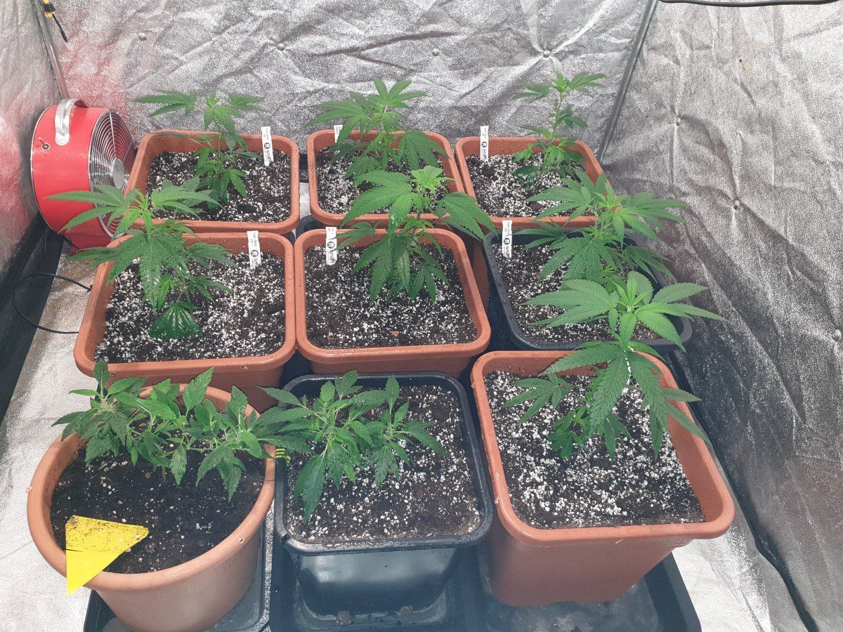 Winter strain selection and rehab corner