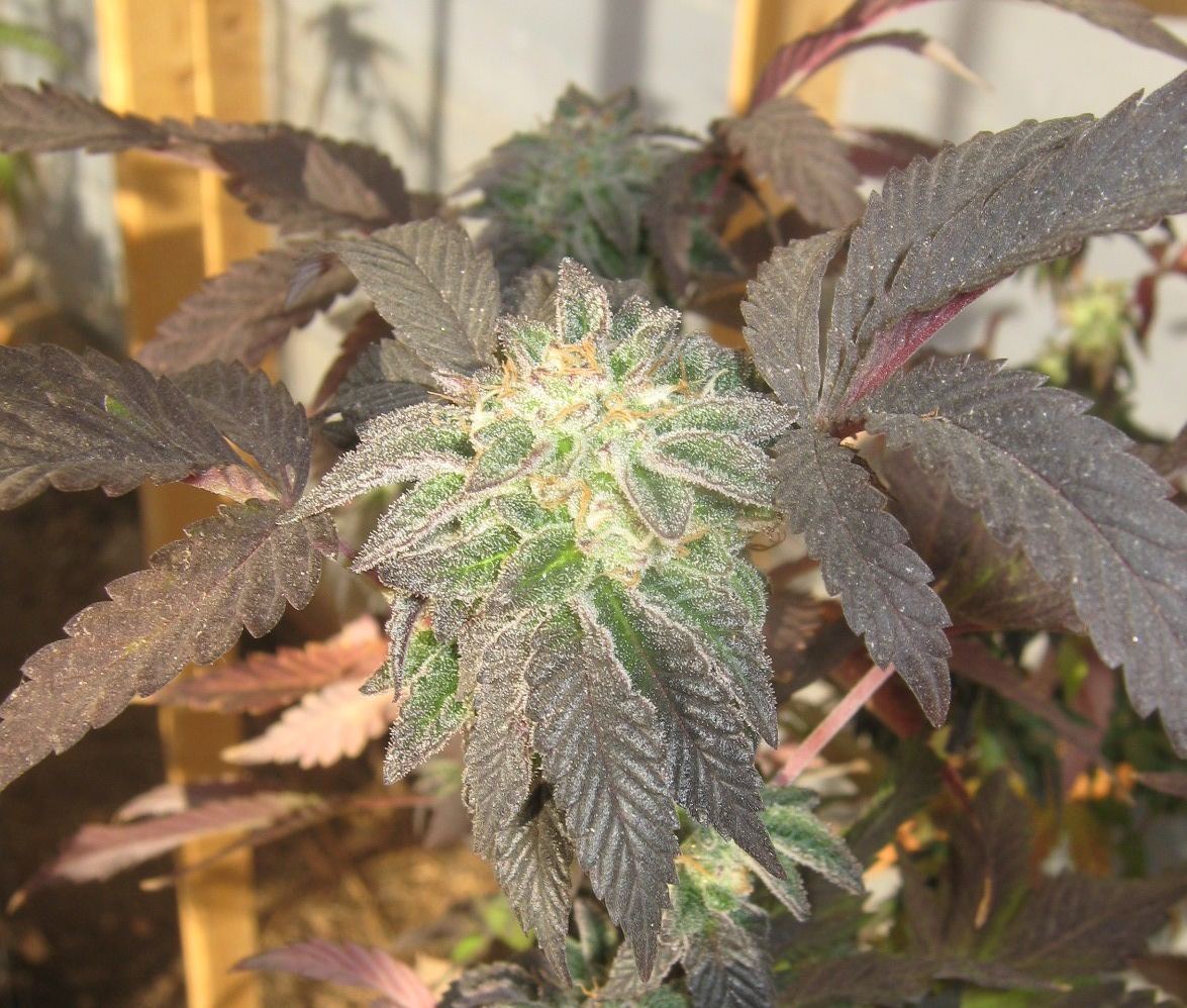 Wintercookie47days