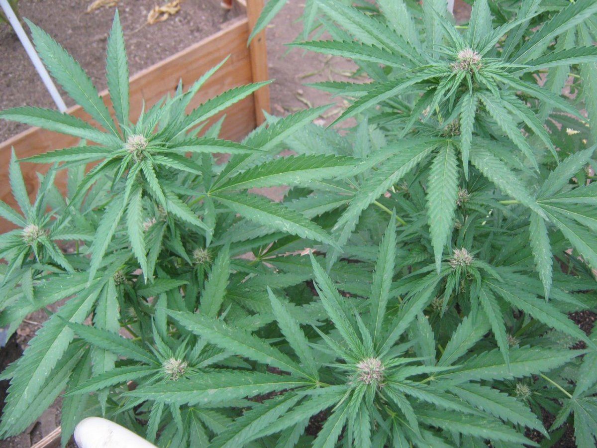 Wintercrop10 11