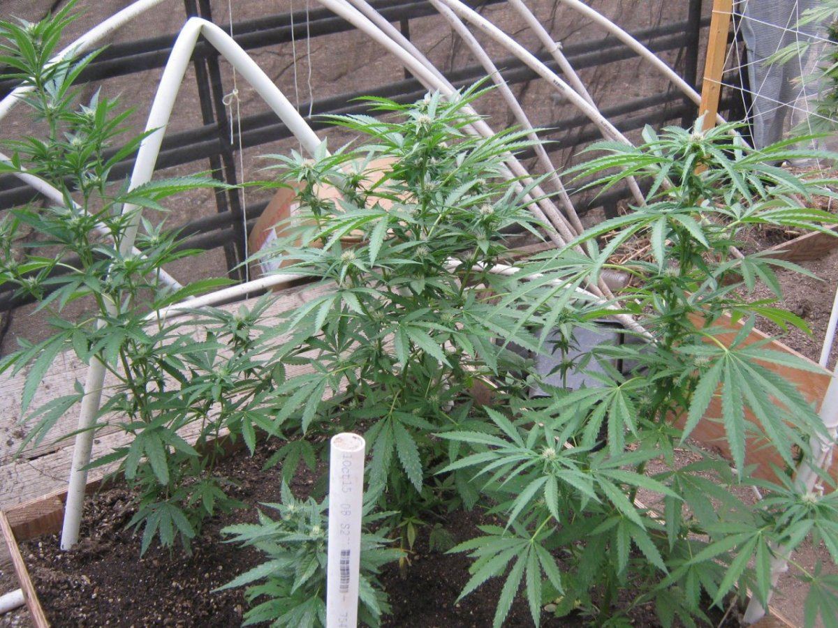Wintercrop2 10 11