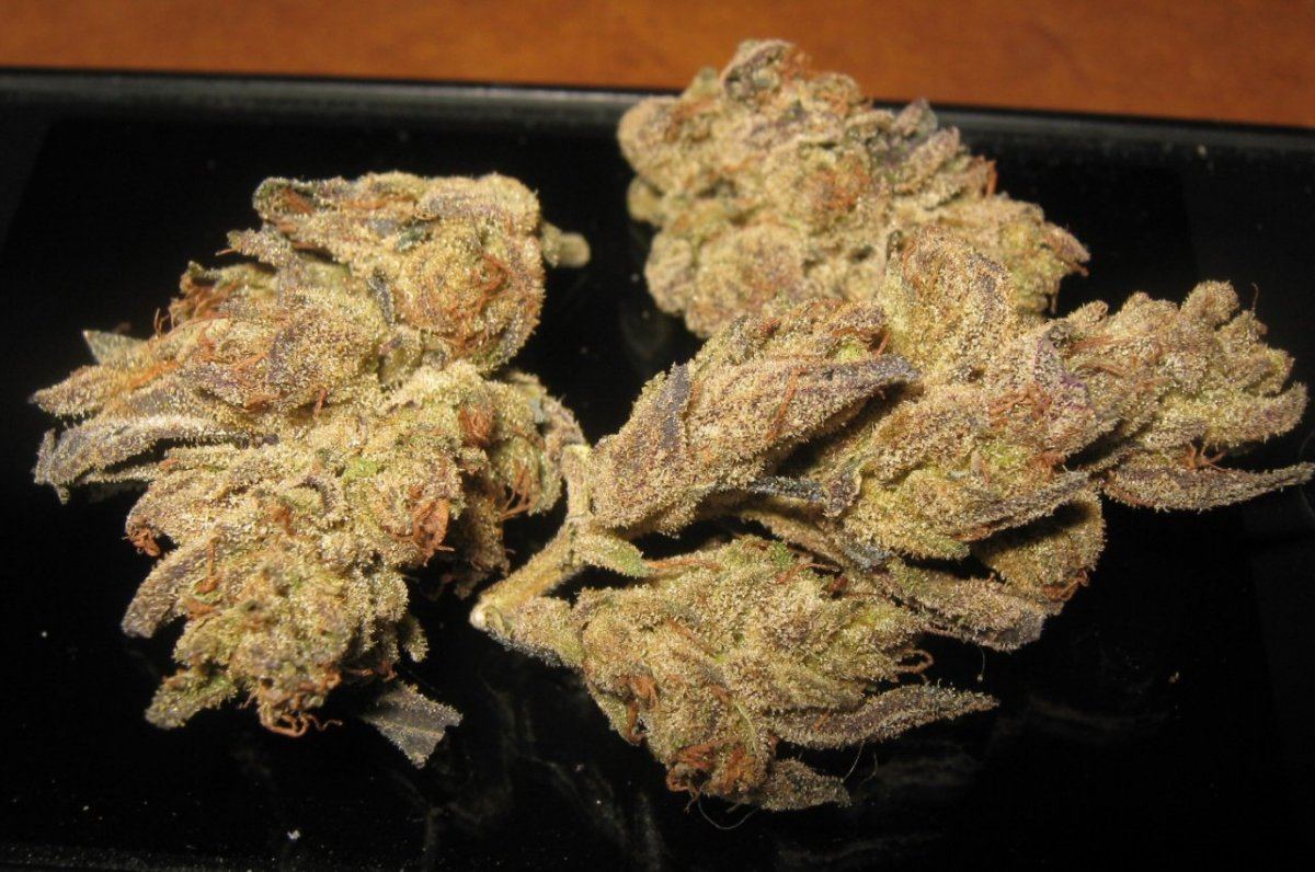 Winterewokbuds2