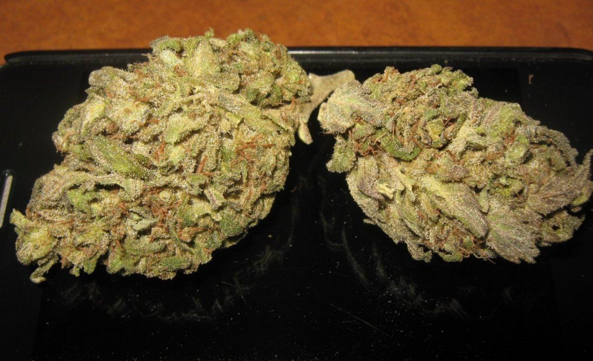 WinterRCbuds
