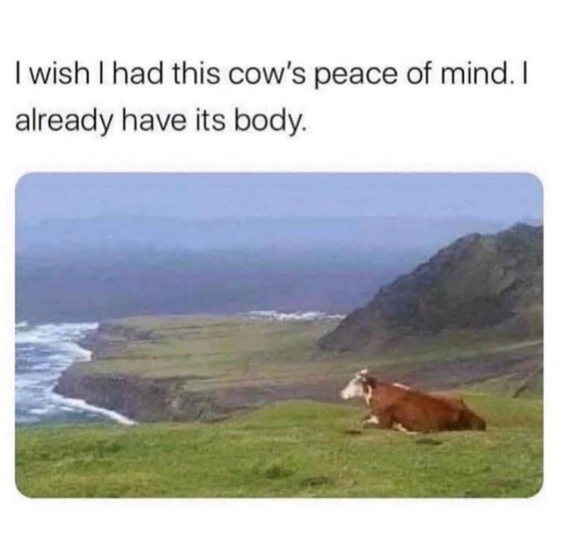 Wish had this cows peace mind already have its body