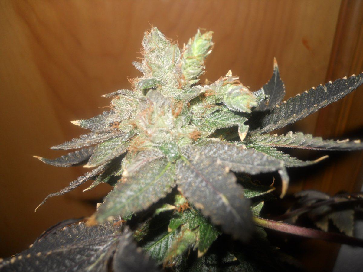 Wk 004