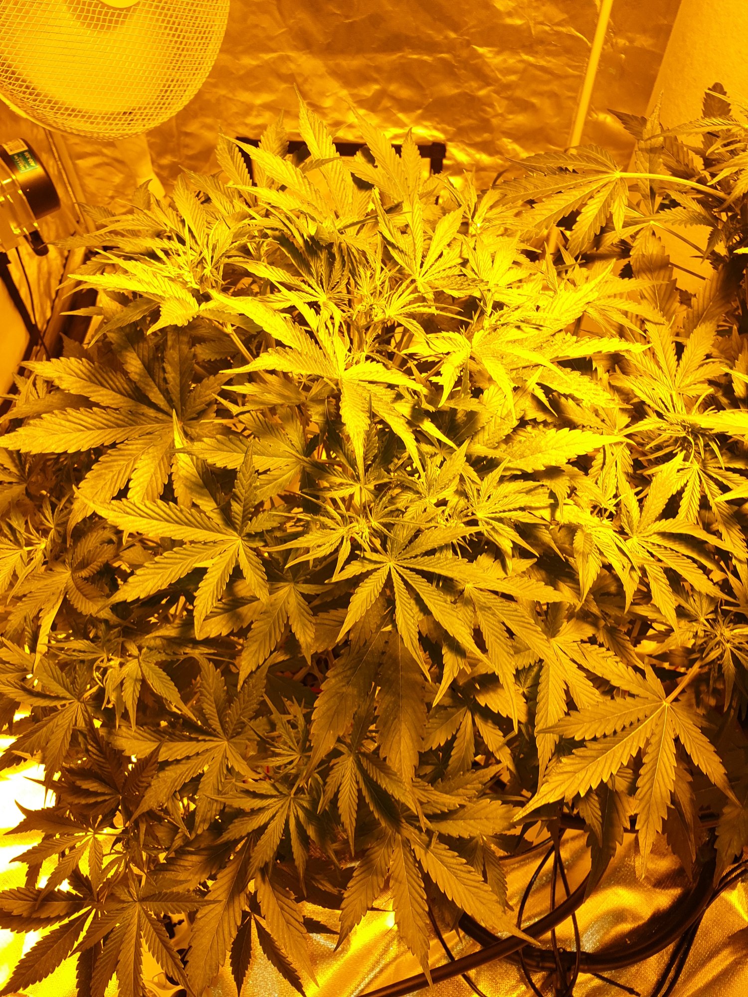 Wk 1 2 flower whats my deficiency 12