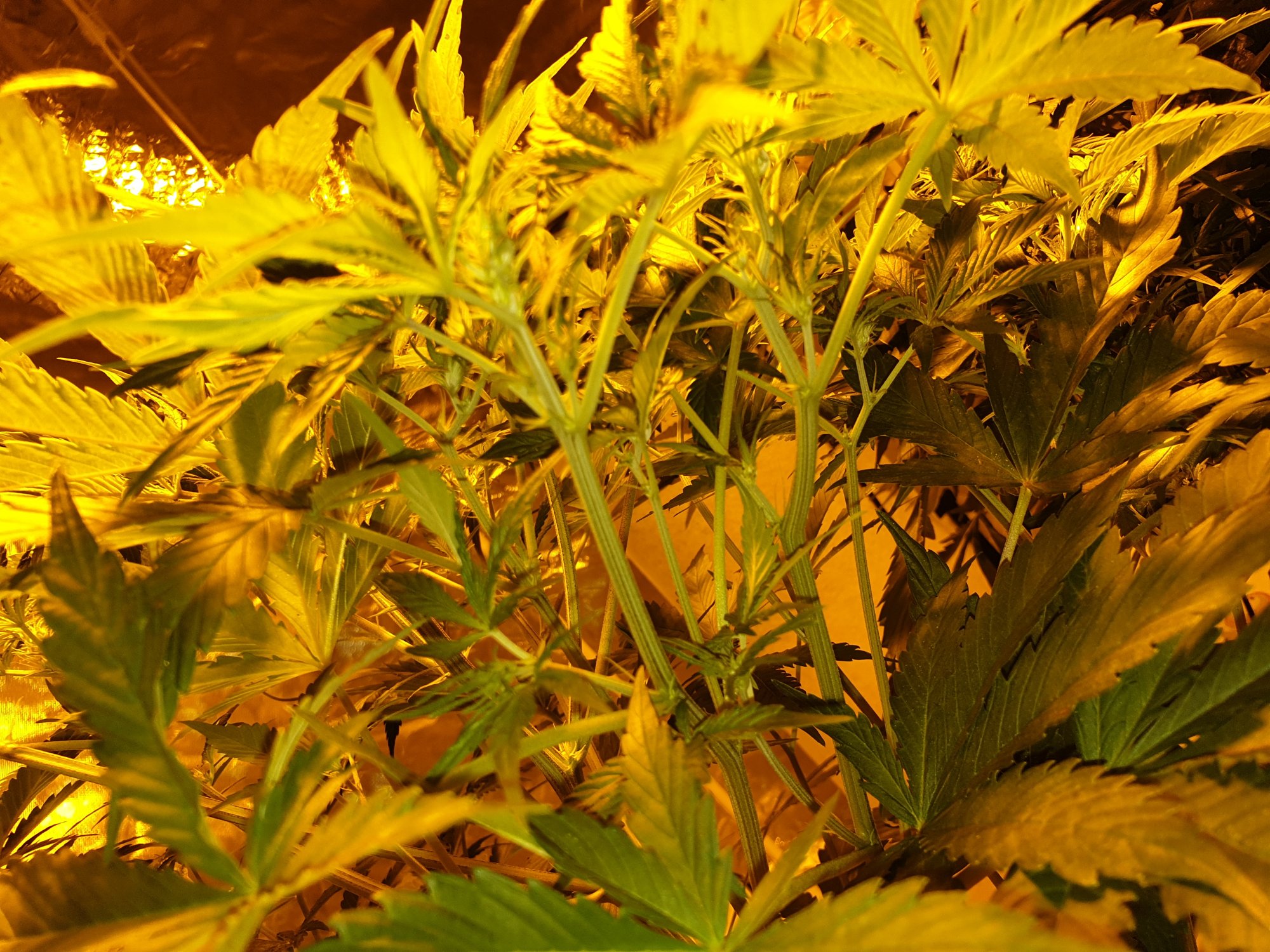 Wk 1 2 flower whats my deficiency 5
