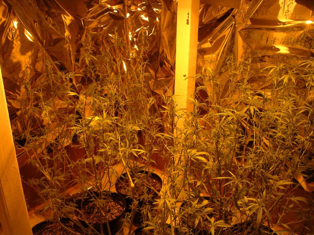 Wk 1 after pruning