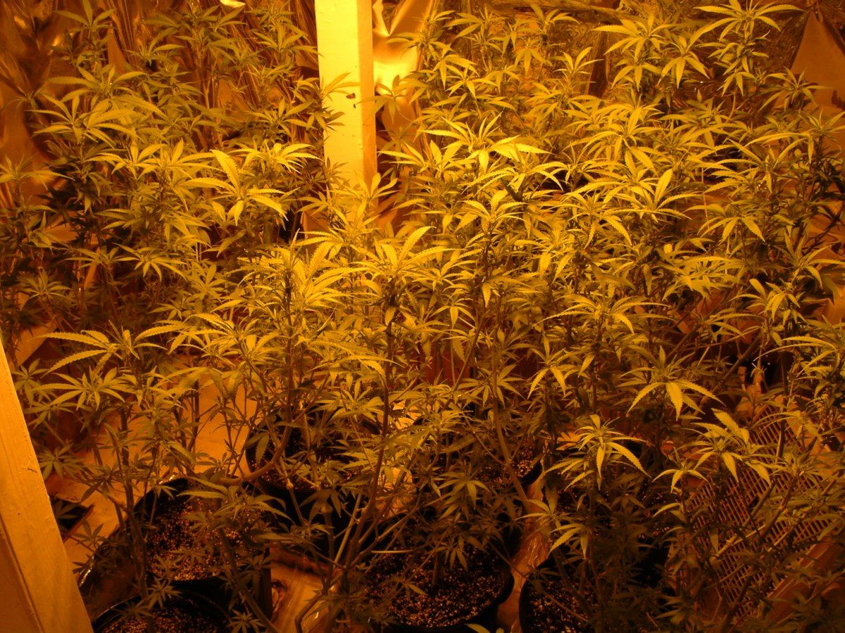 Wk 1 Blackberry 7