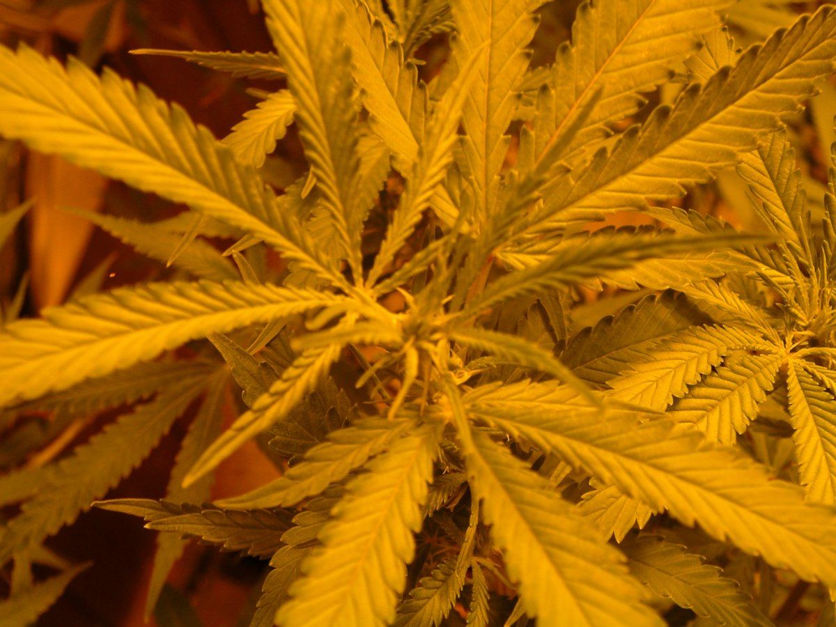 Wk 1 Blackberry flowering