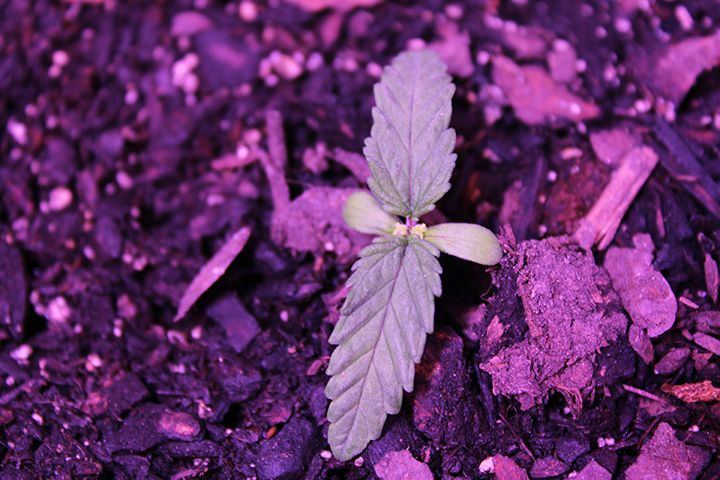 Wk 1 Day 7 Garden