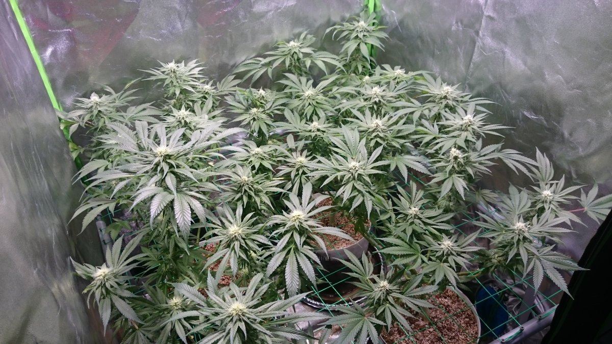 Wk 11 1