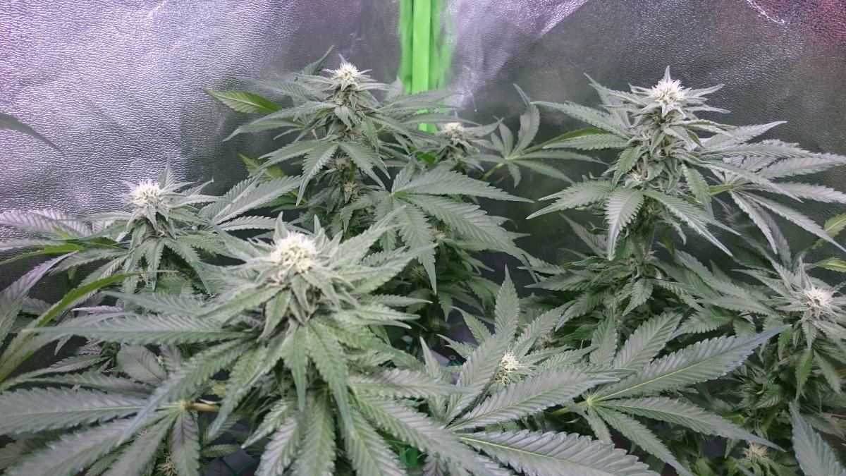 Wk 11 2
