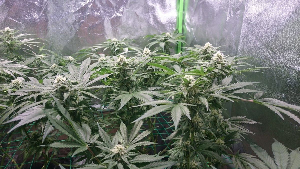 Wk 11 3