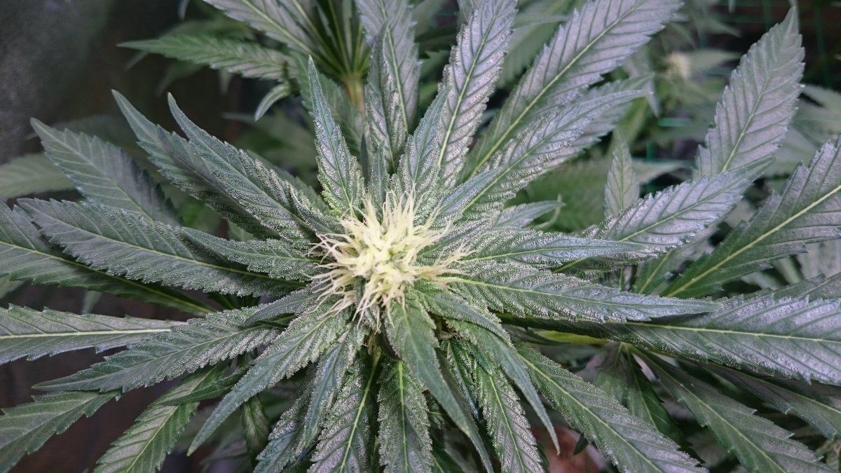 Wk 11 4