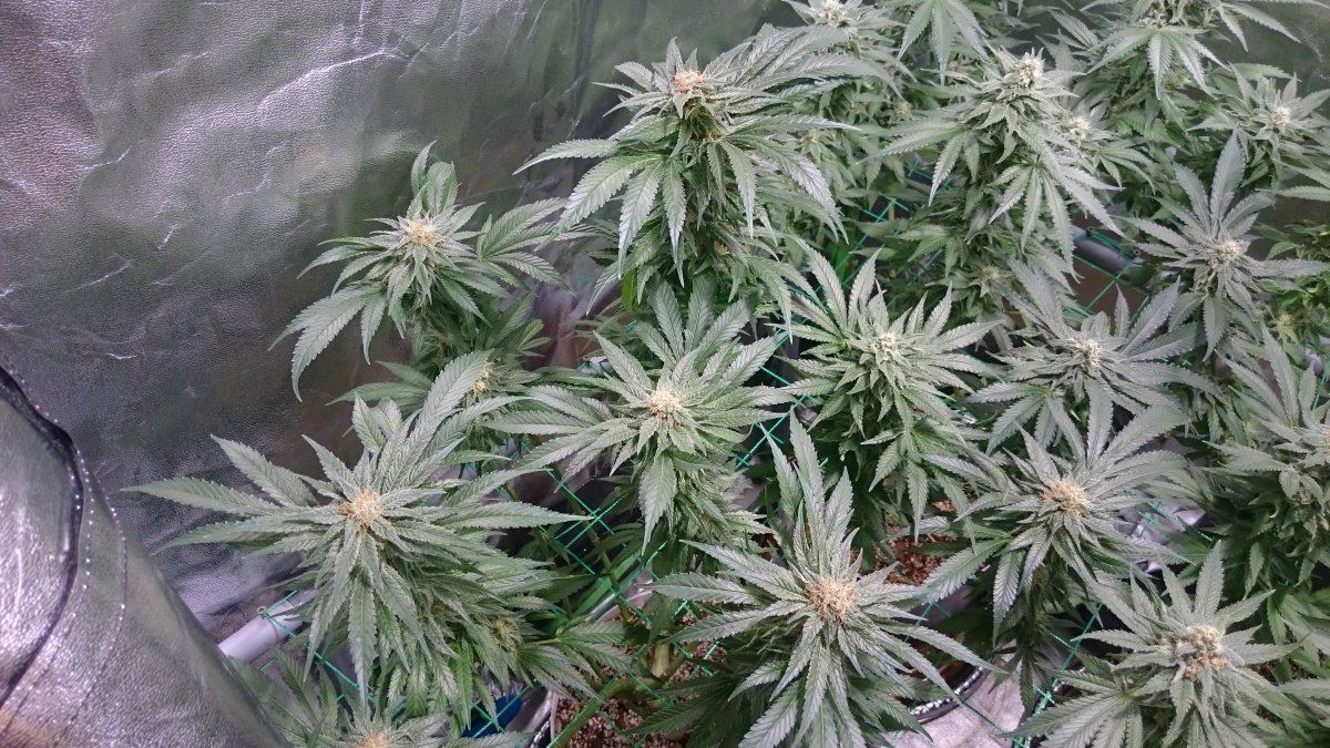 Wk 13 1
