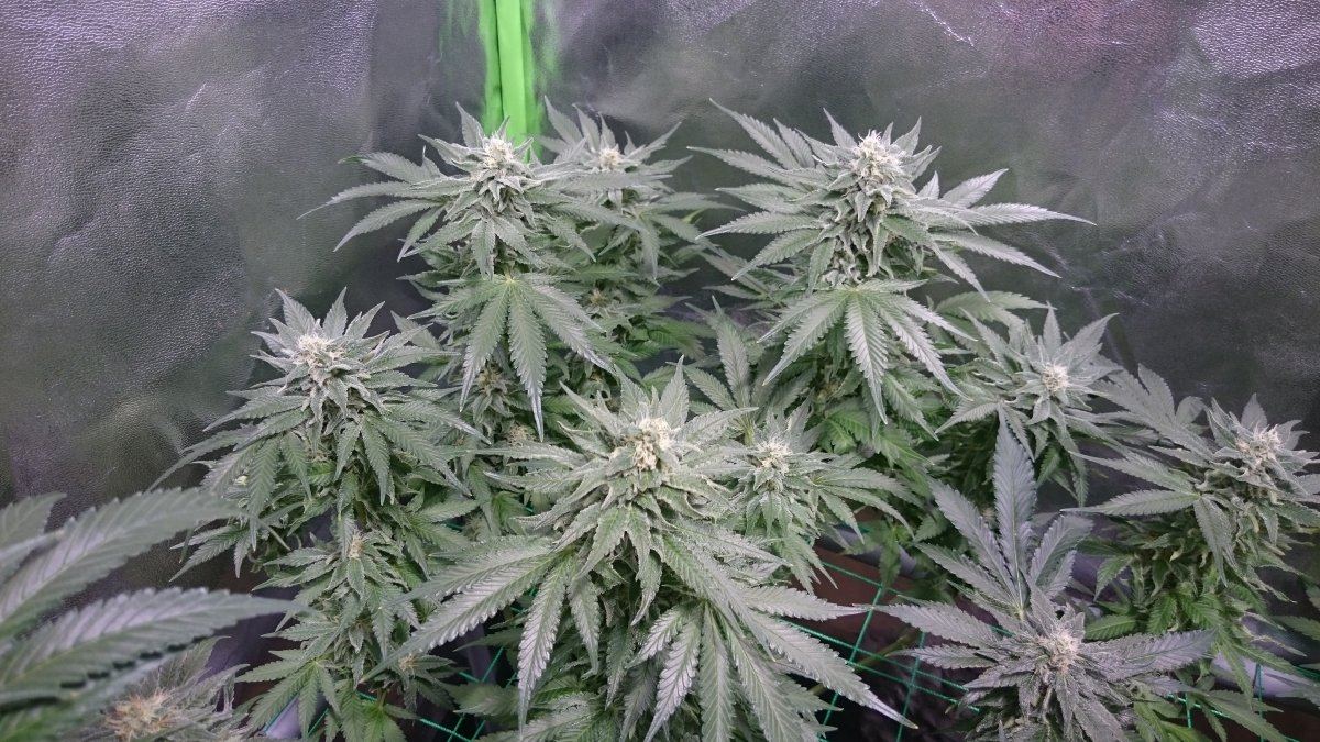 Wk 13 8
