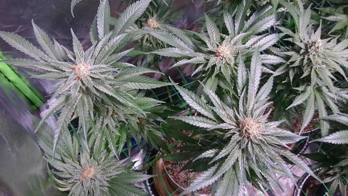 Wk 14 1