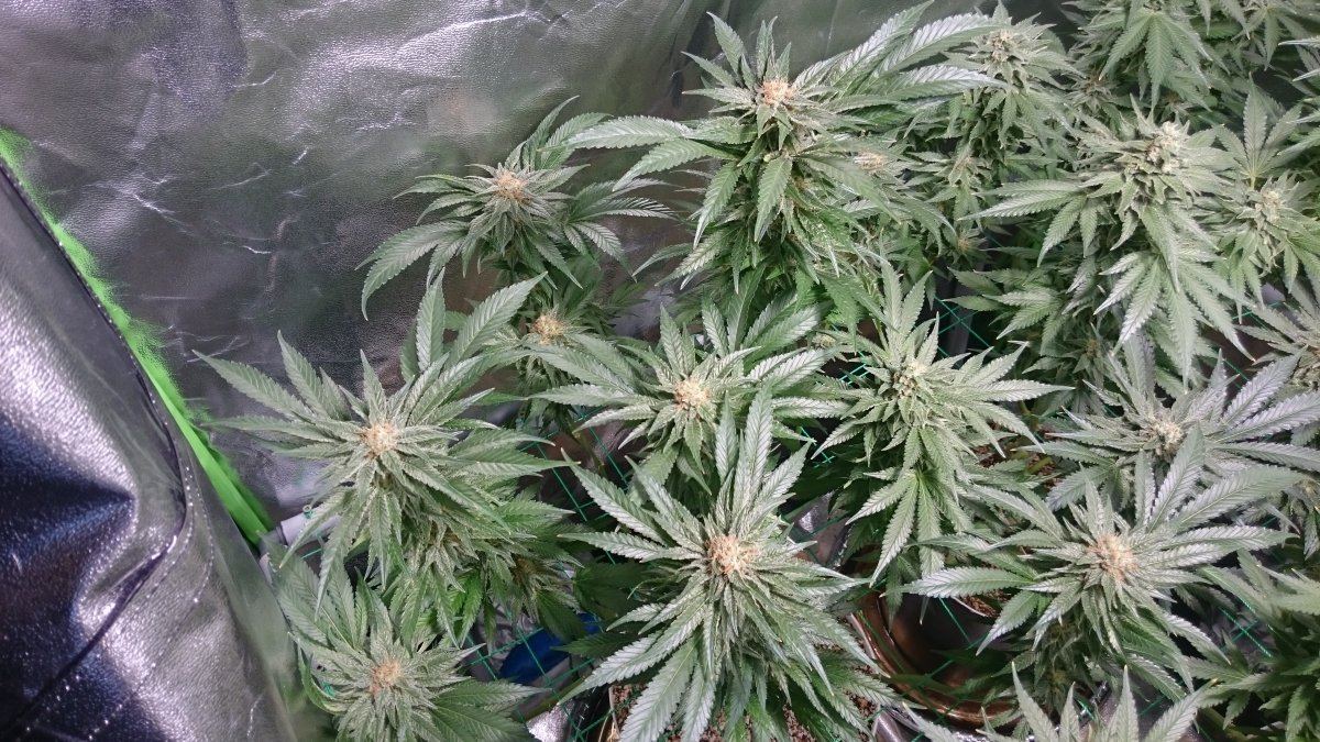 Wk 14 2