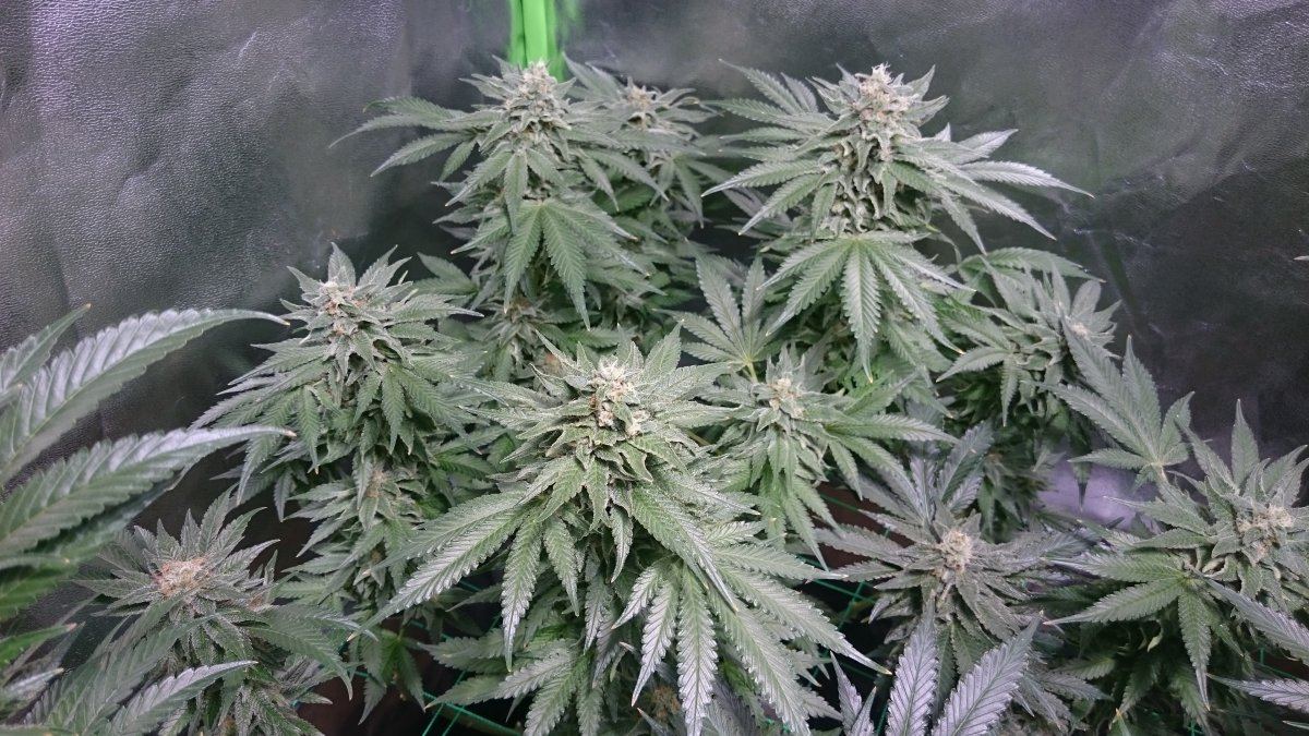 Wk 14 3
