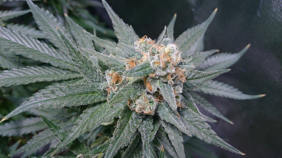 Wk 14 4