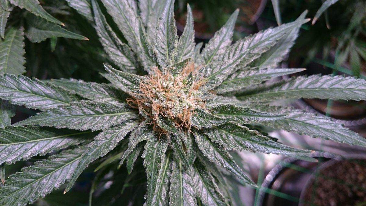 Wk 14 5
