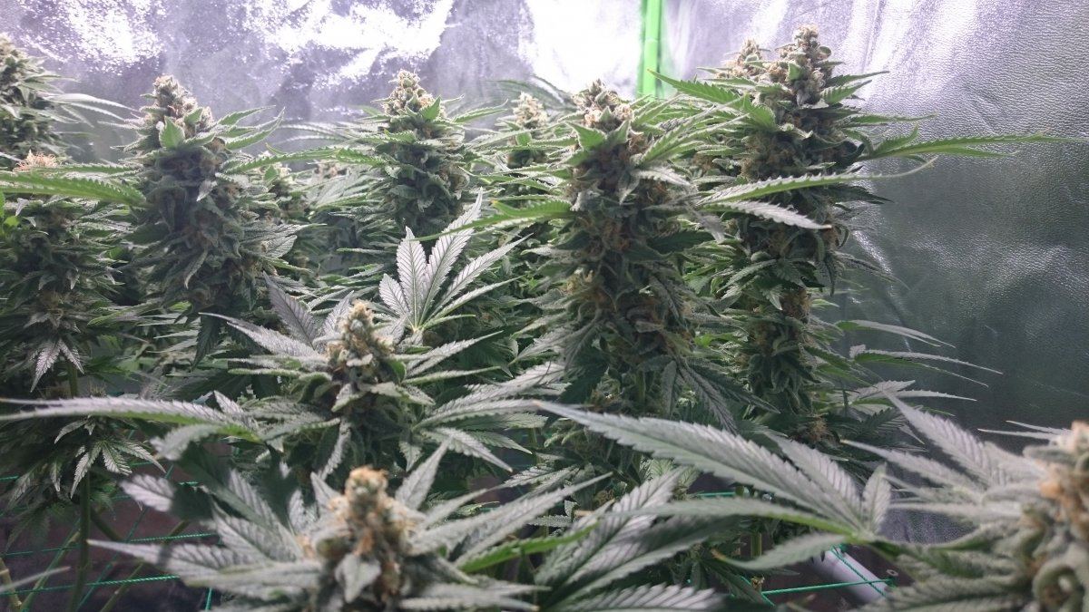 Wk 14 6