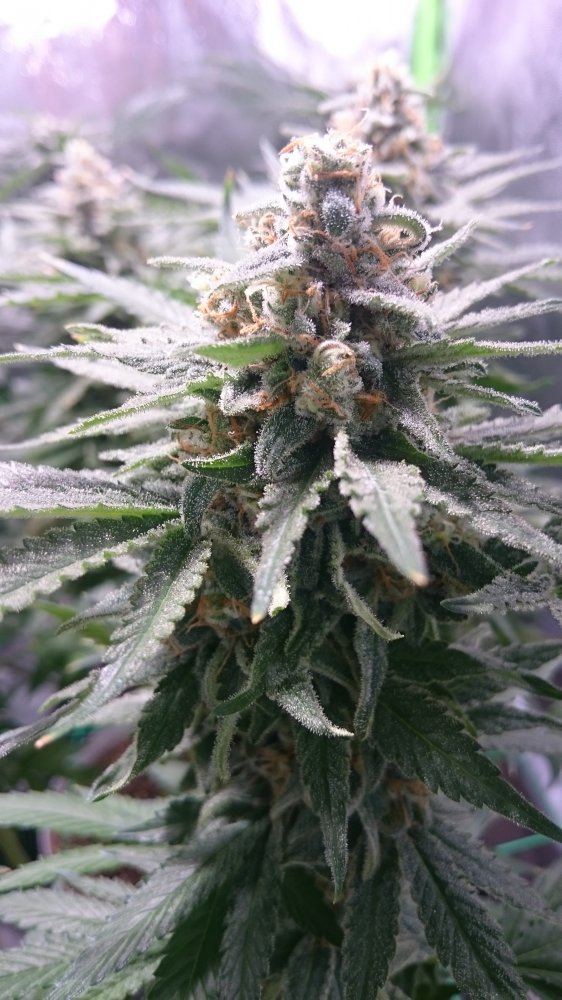 Wk 14 7