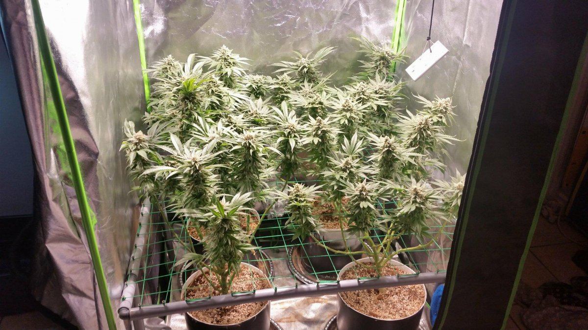 Wk 15 5
