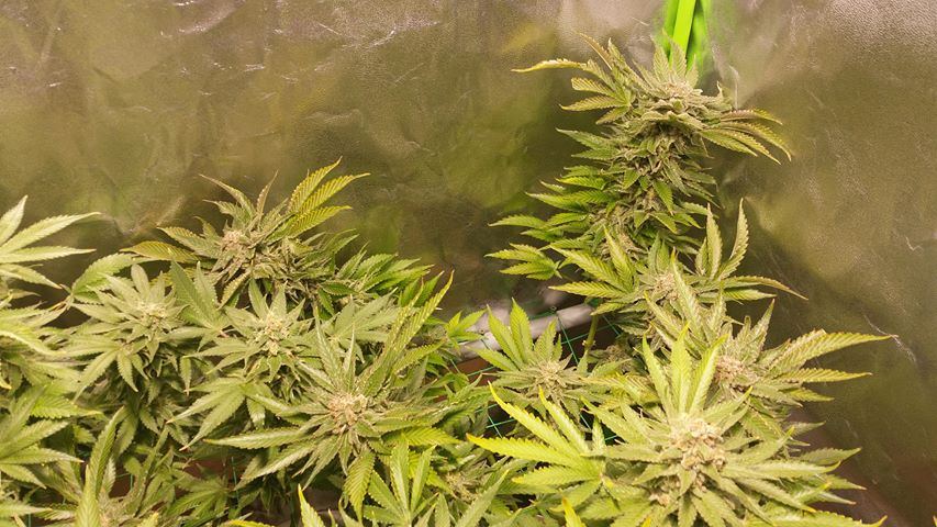 Wk 16 1