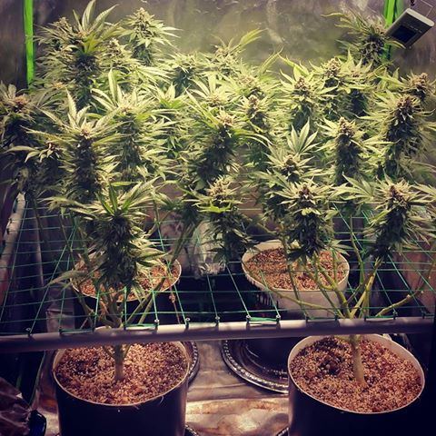 Wk 16 6