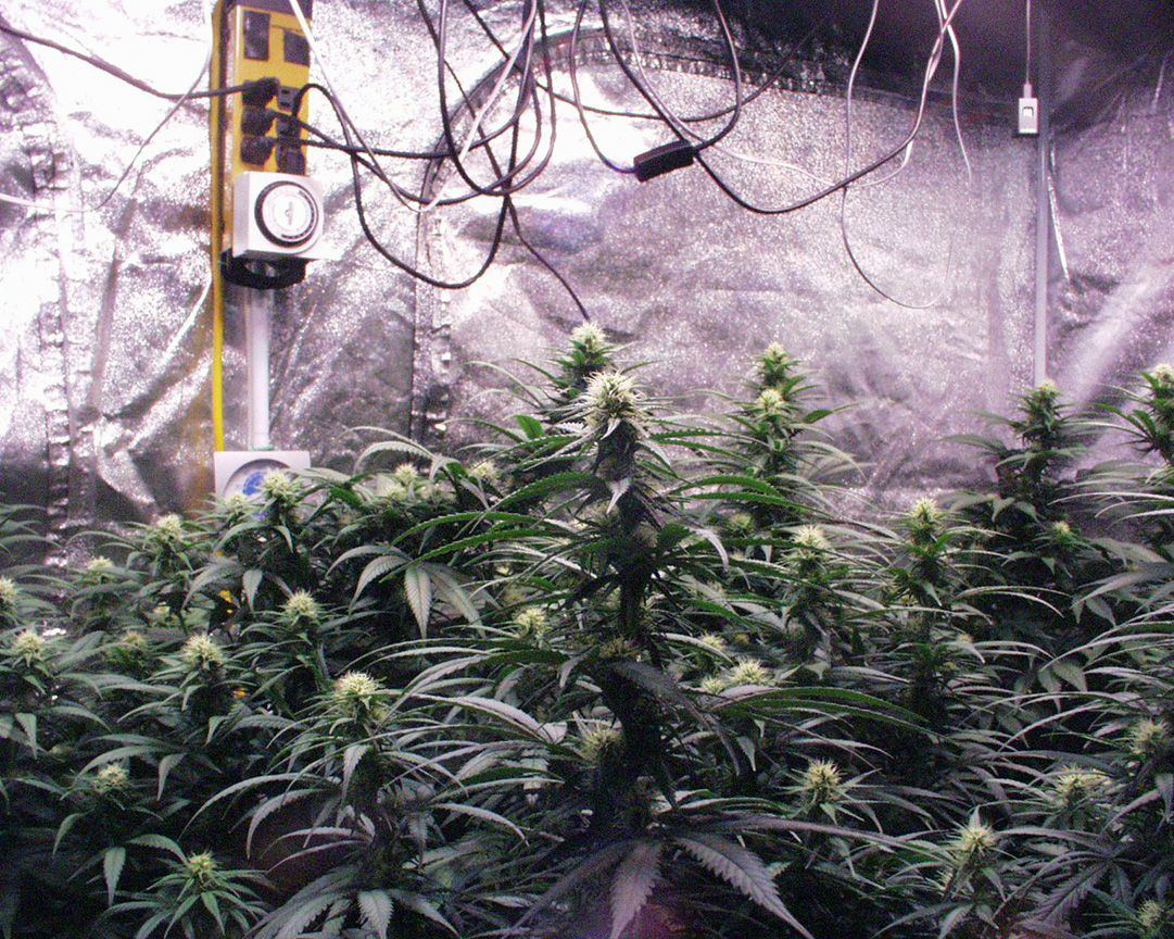 Wk 16 Day 2 Garden 2