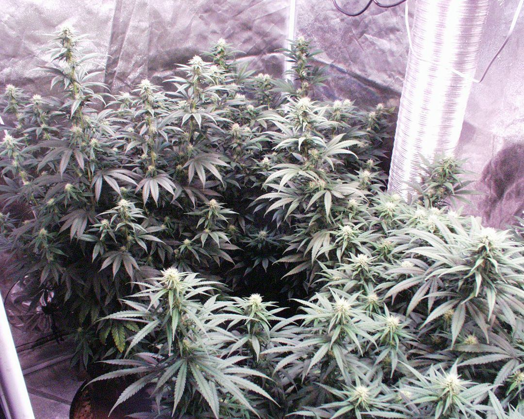 Wk 16 Day 2 Garden Left