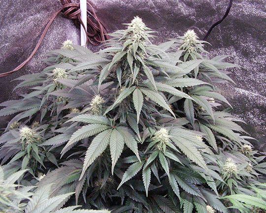 Wk 17 Day 3 throwback indica