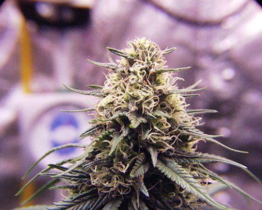 Wk 17 Day 7 Pre UVB